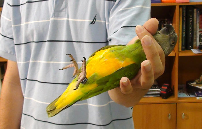 Holding Senegal Parrot By Neck