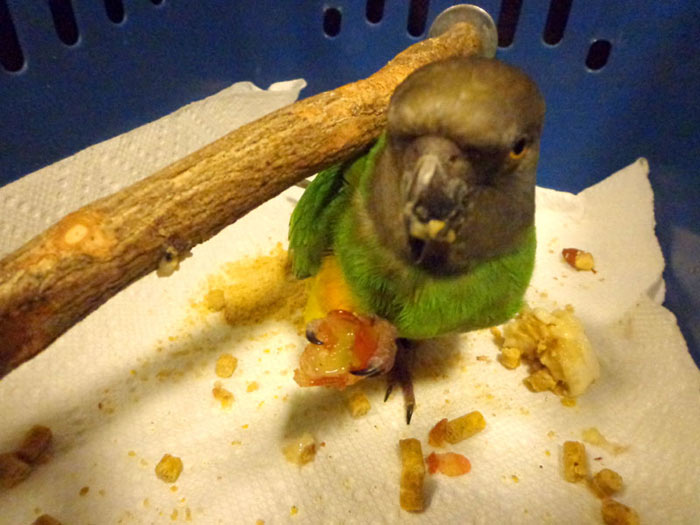Senegal Parrot Eating Grape