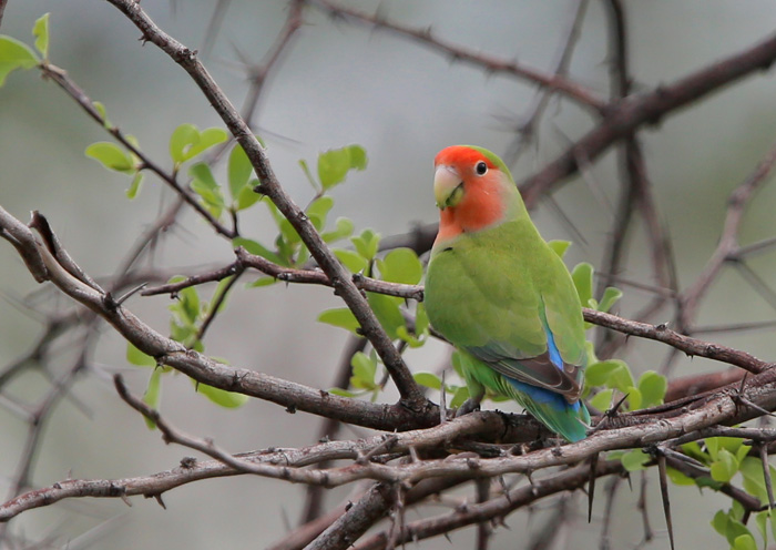 Peach Faced Lovebird