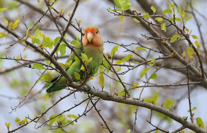 Wild Rosy Faced Lovebirds