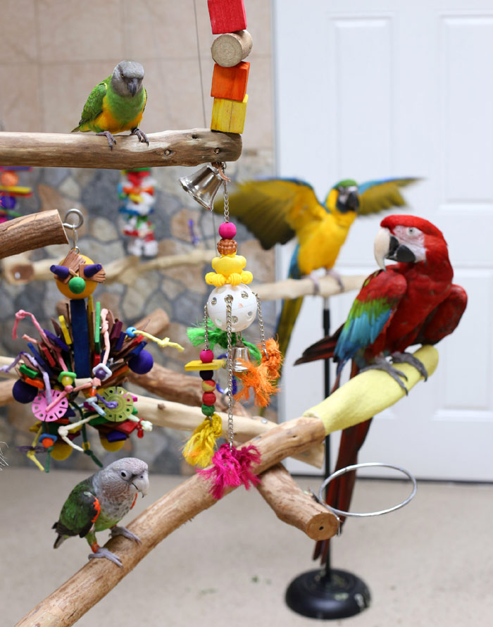 Parrot Flock