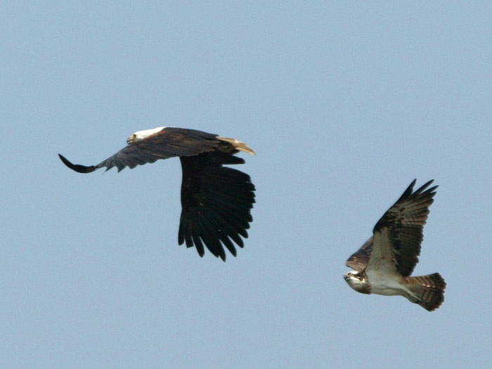 African Fish Eagle being chased by Osprey
