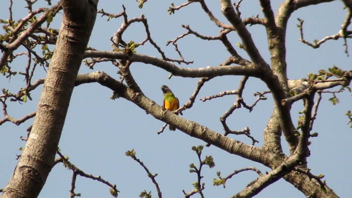 Wild Senegal Parrot in tree