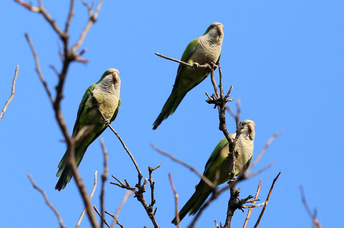 Brooklyn Quaker Parrots