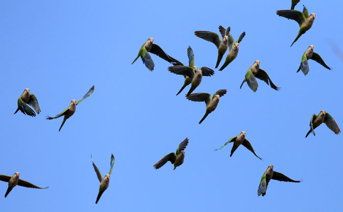Feral Monk Parakeets Flying