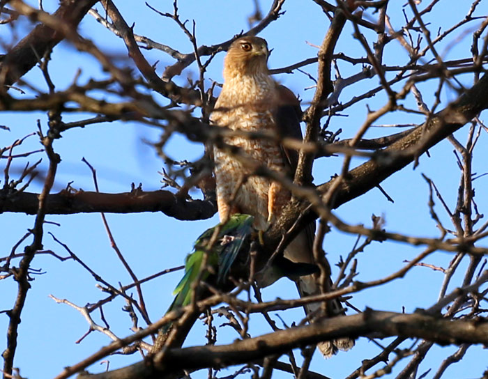 Cooper's Hawk killed Monk Parakeet