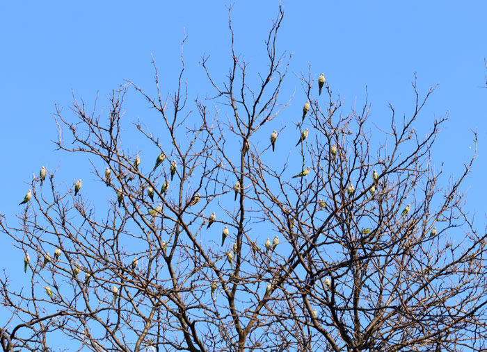 Tree full of Monk Parakeets in Brooklyn