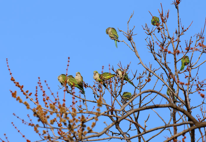 Feral Quaker Parrots in Brooklyn Tree