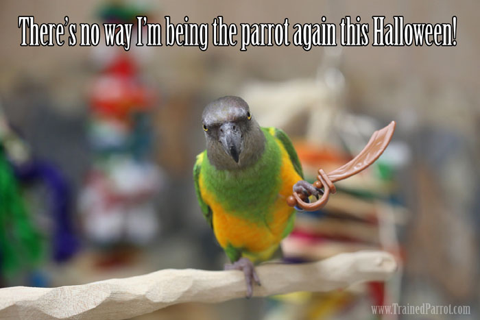 Parrot holding sword