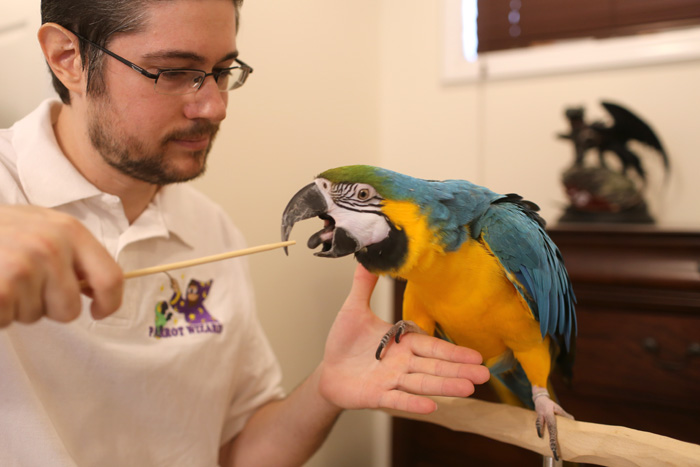 Training Parrot to Step Up