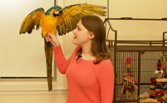 Blue and Gold Macaw Showing its Wings