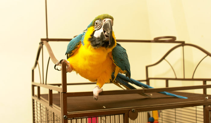 Blue and Gold Macaw on top of cage