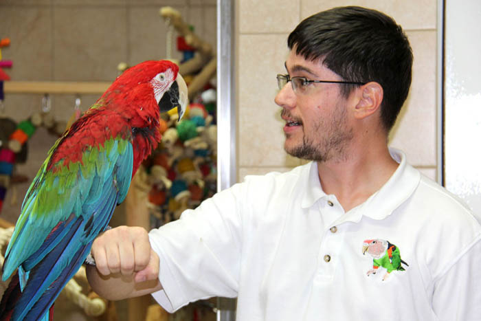 Macaw on arm