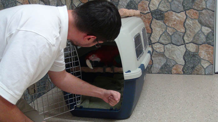 Macaw Coming out of carrier