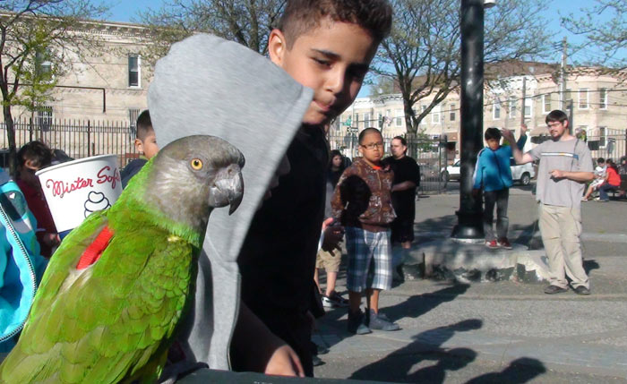 Senegal Parrot at the Park