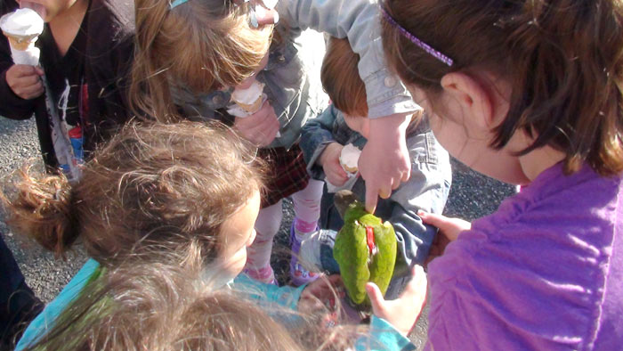 Kids petting Senegal Parrot