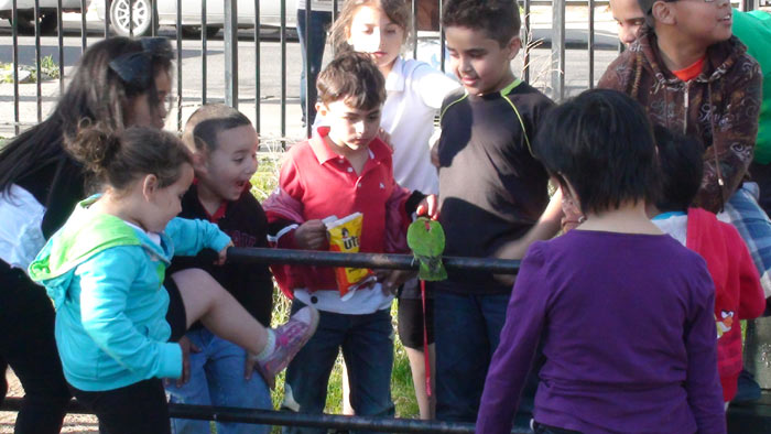 Senegal Parrot at the Playground