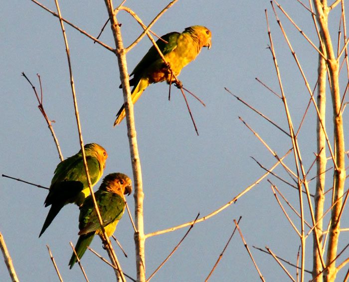 Wild Brown Throated Conures
