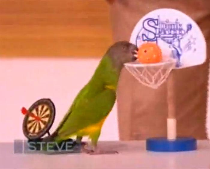 Parrot Basketball on Steve Harvey Show