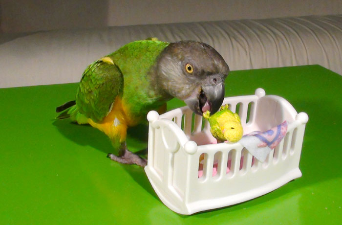 Senegal Parrot putting baby parrot to bed
