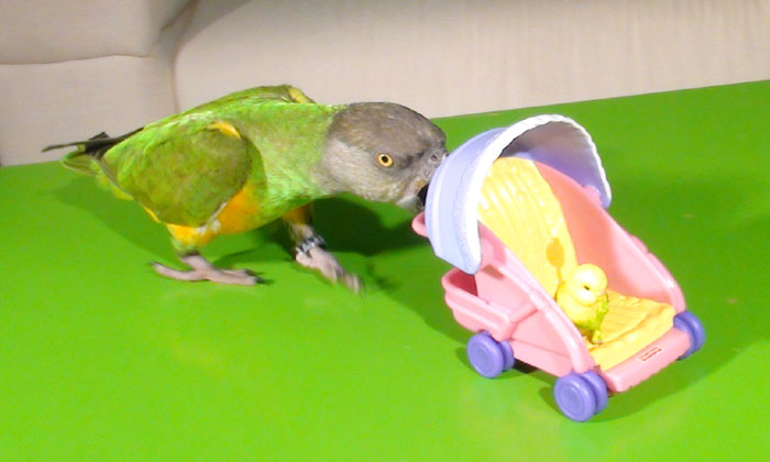 Senegal Parrot pushing stroller trick