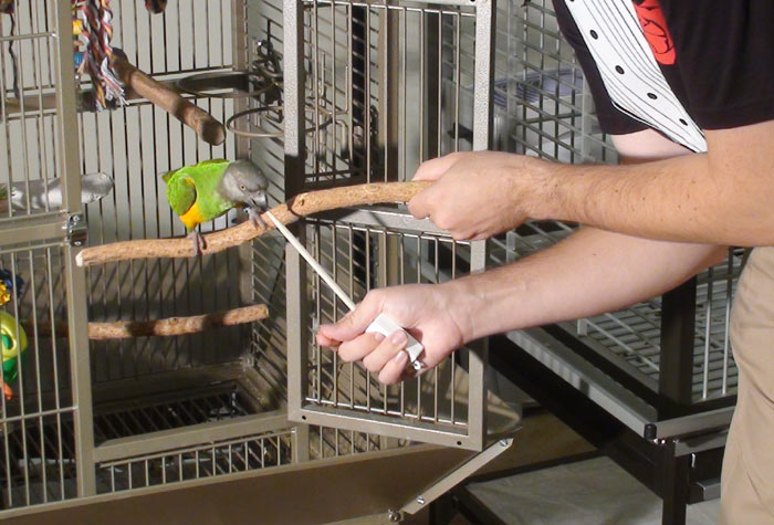 Target Parrot from Cage