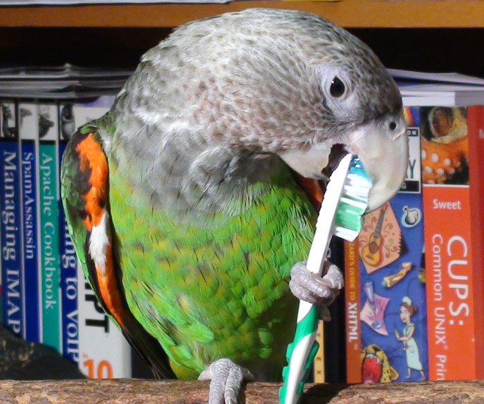 Parrot brushing his teeth