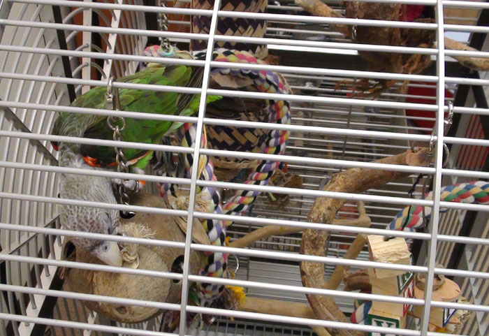 Cape Parrot Foraging Toy