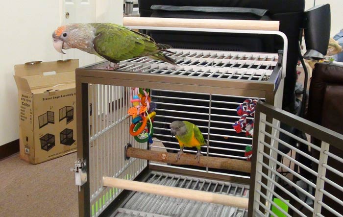 Parrots and Travel Cage
