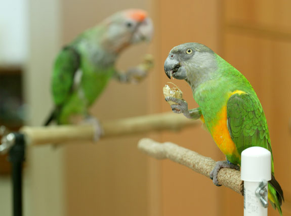 Parrots eating nuts