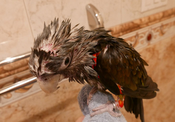 Soaked Parrot