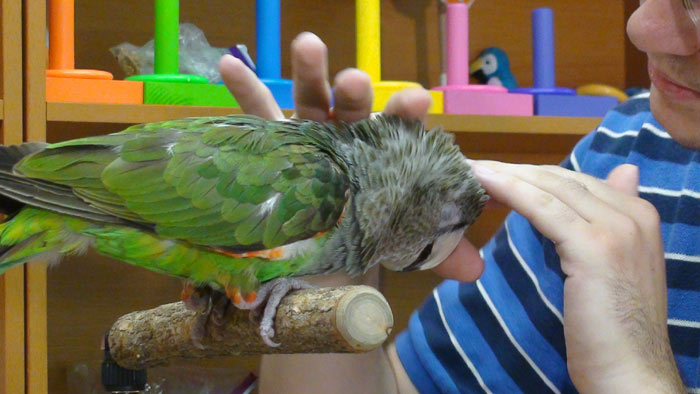 Petting Cape Parrot