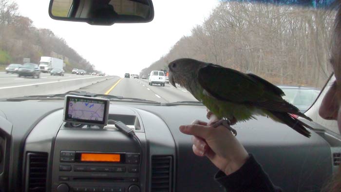 Parrot in the Car