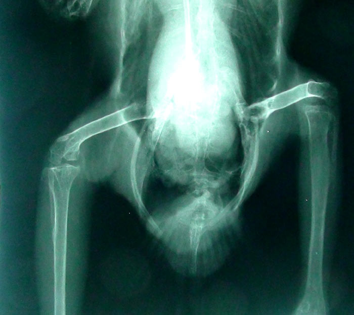 Cape Parrot healed xray