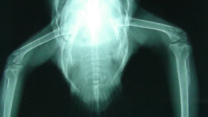 Cape Parrot pelvic fracture xray