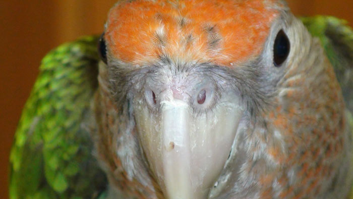 Cape Parrot Scraped Cere