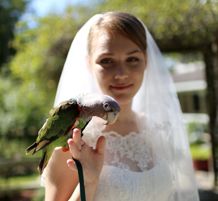Bride with Cape Parrot