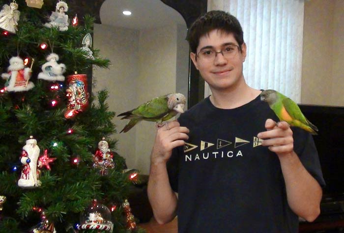 Parrots and Christmas Tree