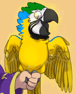 Blue and Gold Macaw