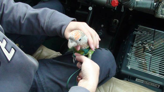 Putting on Parrot Harness