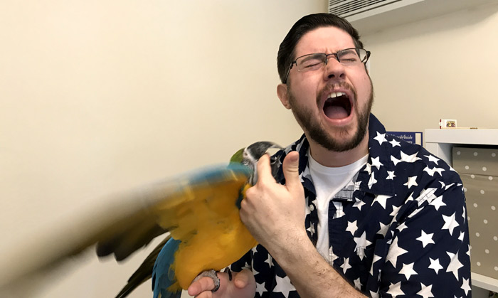 Trained Parrot - Blog Articles About Training Parrots Tricks