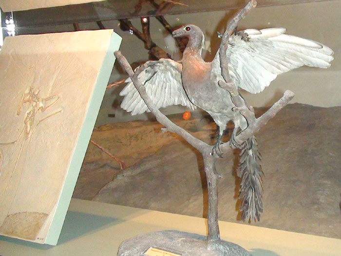 Archaeopteryx model