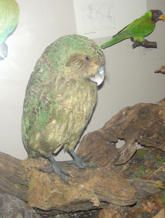 Kakapo