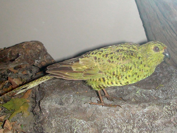 Night Parrot