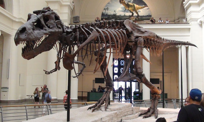 Sue Tyrannosaurus rex