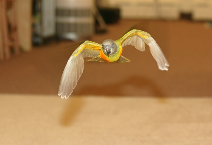 Senegal Parrot Flying