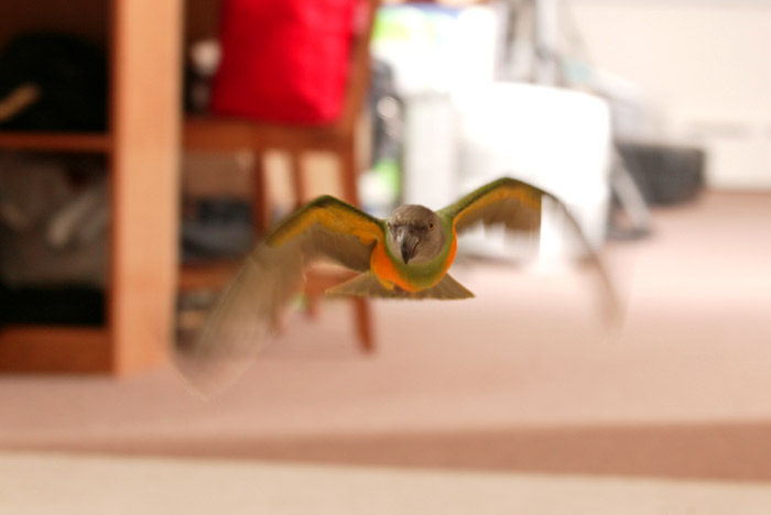 Kili Flying