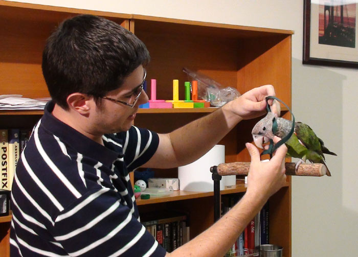 Putting Harness on Cape Parrot