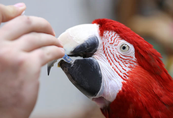 Macaw receiving medicine Macaw Medication