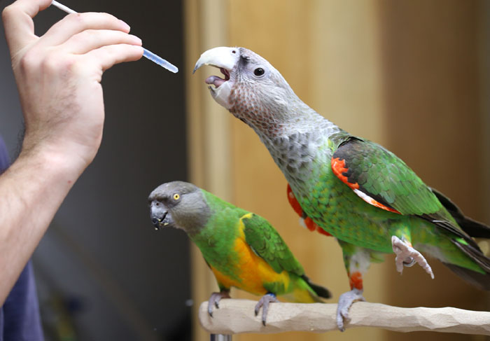 Parrot Receiving Medication Parrot Medication